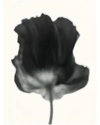 Close-up monochromatic shot of a single dark flower on a light background by Alistair Taylor-Young