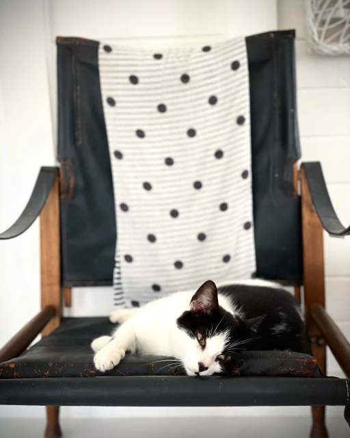 Black and white cat relaxing on a vintage chair in a bright, indoor space with a striped polka dot blanket draped behind it.