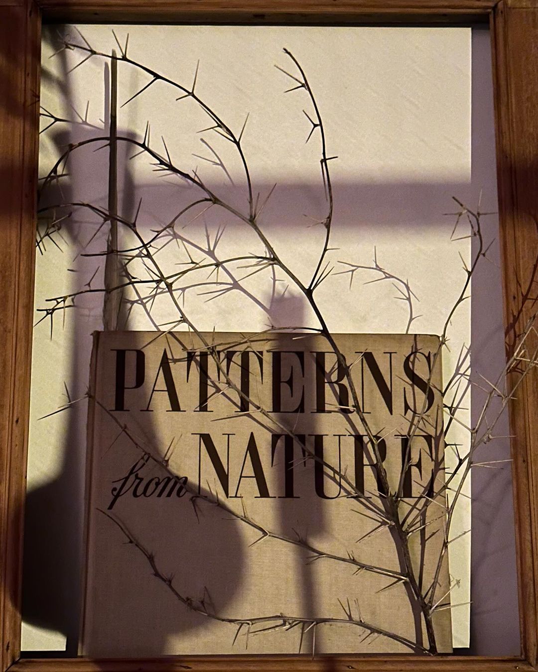 Close-up still life photography featuring a book titled Patterns from Nature with thorny branches casting shadows