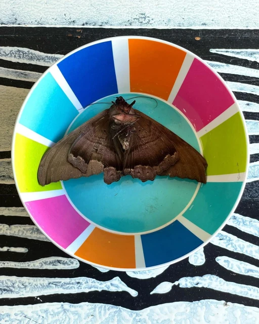 Brown moth rests in a colorful bowl on a zebra-striped table. Close-up captures intricate details of the insect against bright colors.