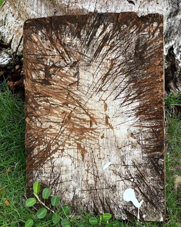 A piece of old wood with radial markings lying on green grass next to a tree trunk creates a natural, textured backdrop.