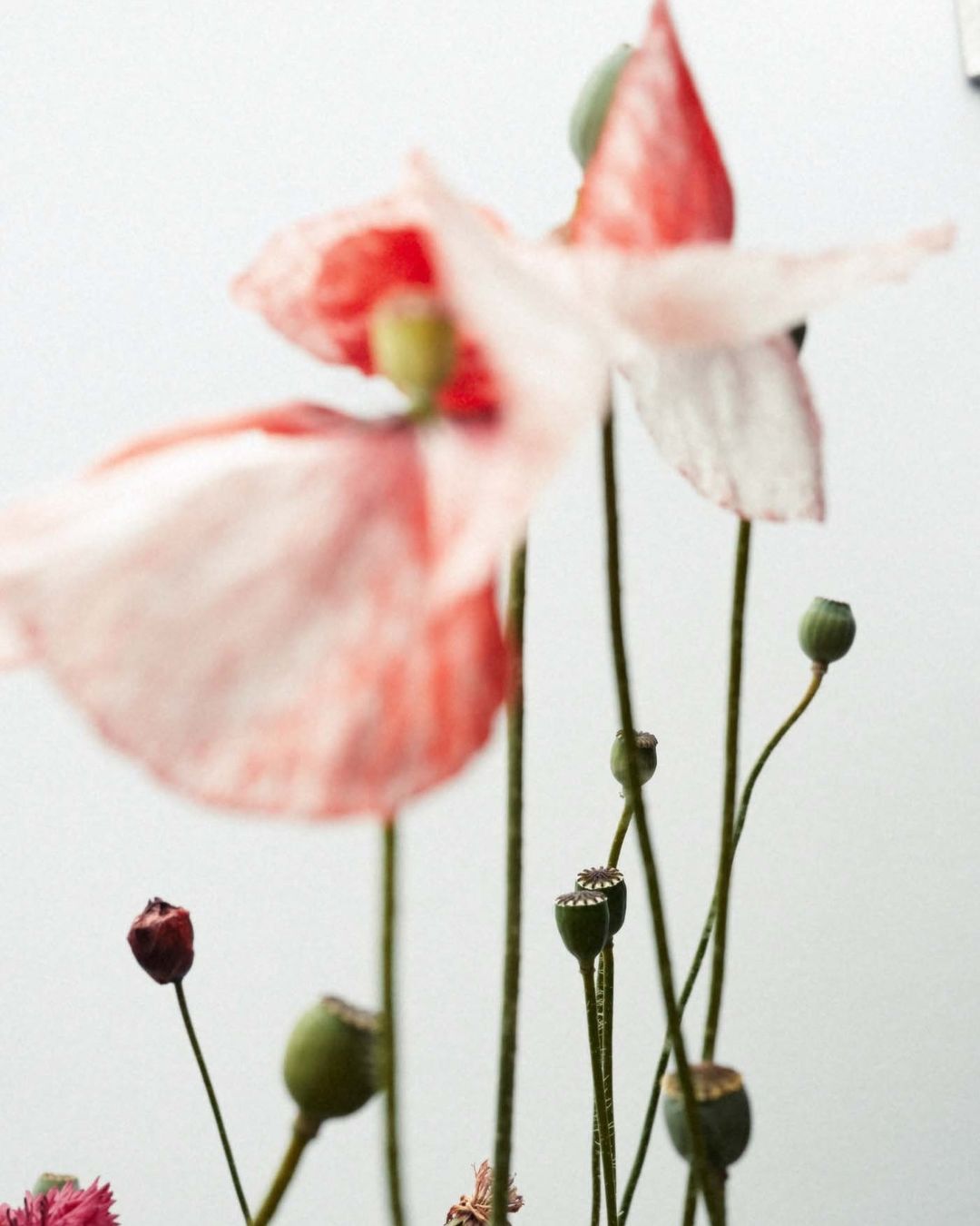 Close-up of pink and white poppy flowers with green stems and buds against a light gray background, creating a soft, natural aesthetic.