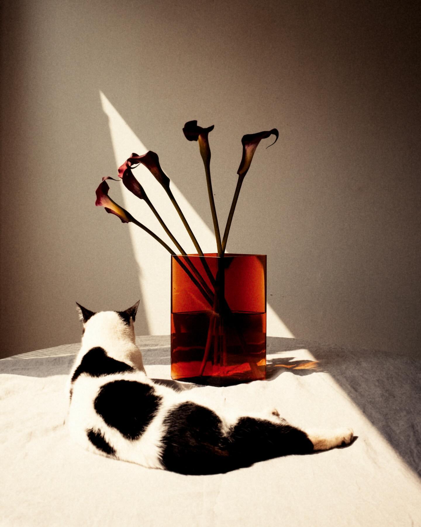 Indoor still life features a black and white cat reclining on a white surface beside an orange vase filled with dark purple calla lilies.