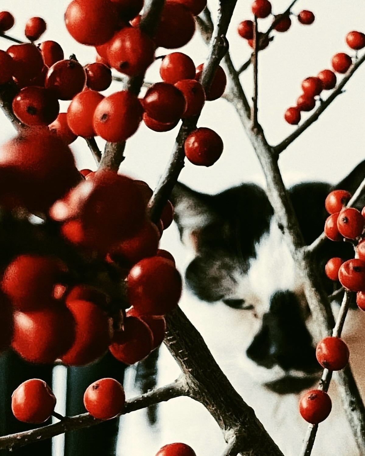 Close-up of a black and white cat looking through branches of red berries, creating a festive and vibrant still life.