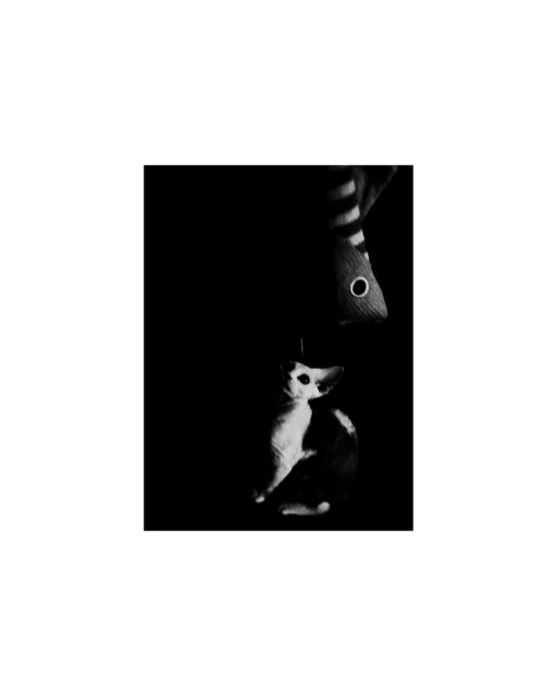 Black and white photo of a cat sitting underneath a hanging decorative fish, captured in a dimly lit, indoor environment.