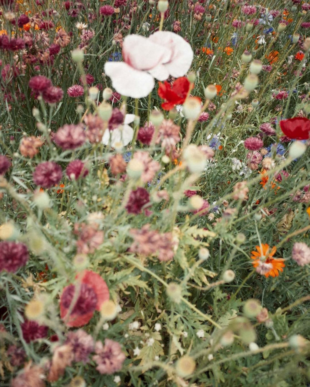 Close-up of a vibrant wildflower meadow featuring a mix of colorful blossoms, including white, red, and burgundy flowers with green stems and foliage.