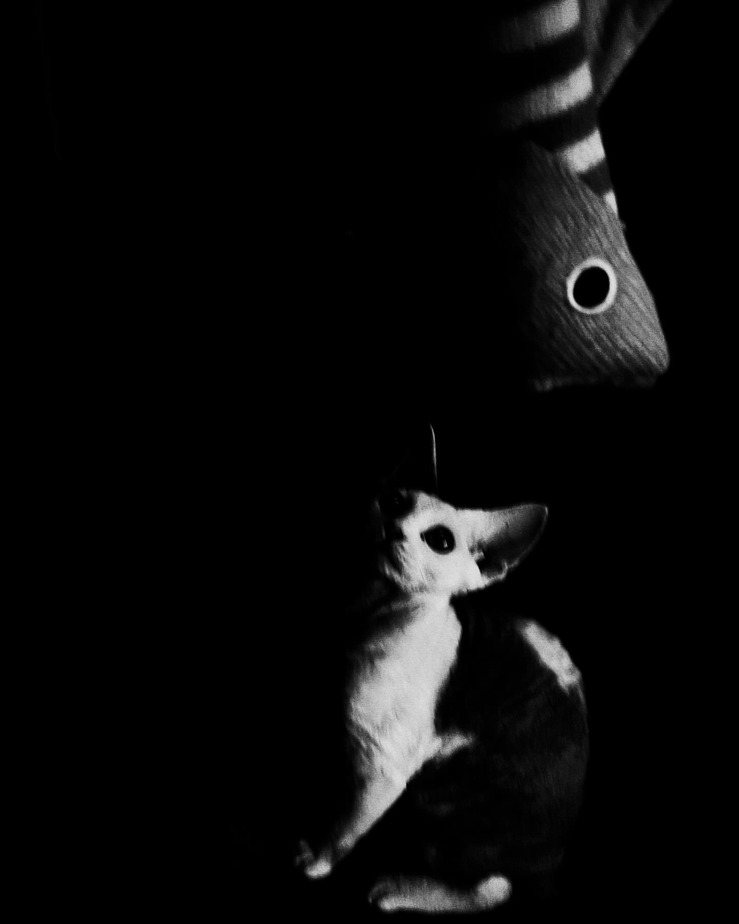 Monochrome photograph of a ceramic cat statuette illuminated from below, juxtaposed with a striped fish toy above in the darkness.