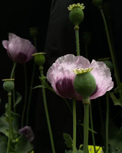 Close-up photograph capturing the delicate details of pink poppy flowers in bloom with green seed pods against a dark background.