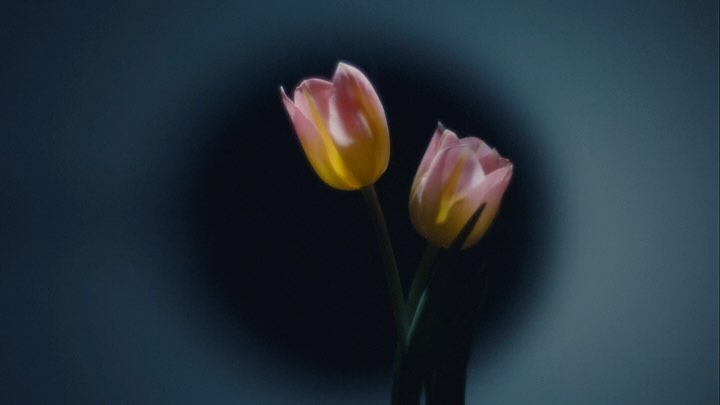 Two pink and yellow tulips in soft focus against a dark moody background with a circular illuminated backdrop element