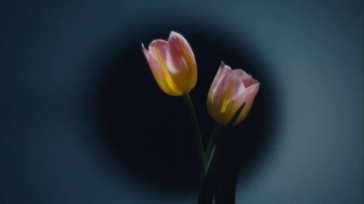 Two pink and yellow tulips in soft focus against a dark moody background with a circular illuminated backdrop element