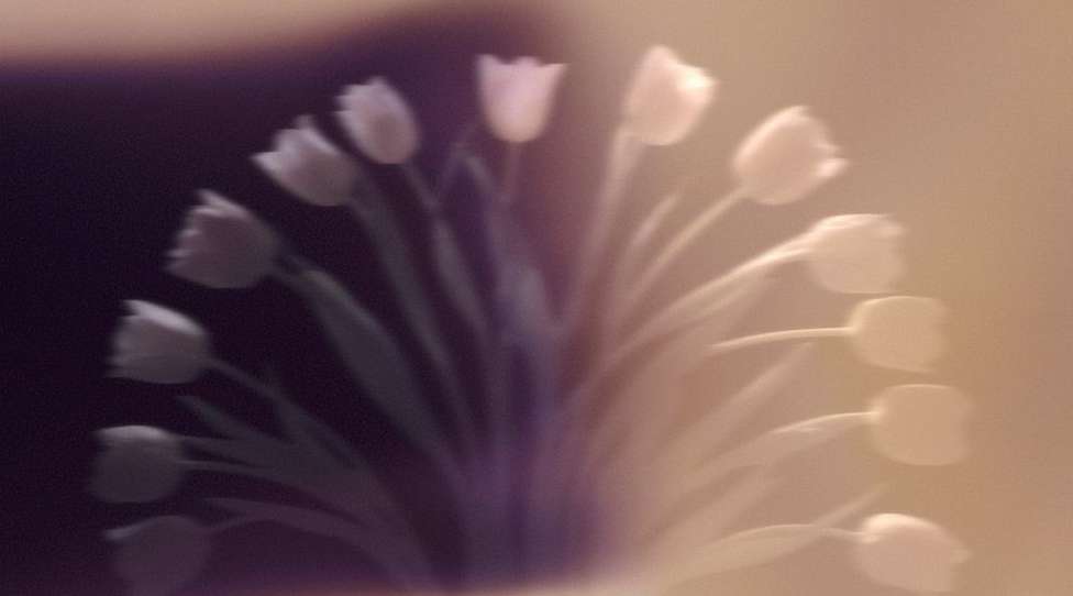 Softly focused image displays a bouquet of white tulip flowers with green stems against a background that shifts from dark purple to light peach.
