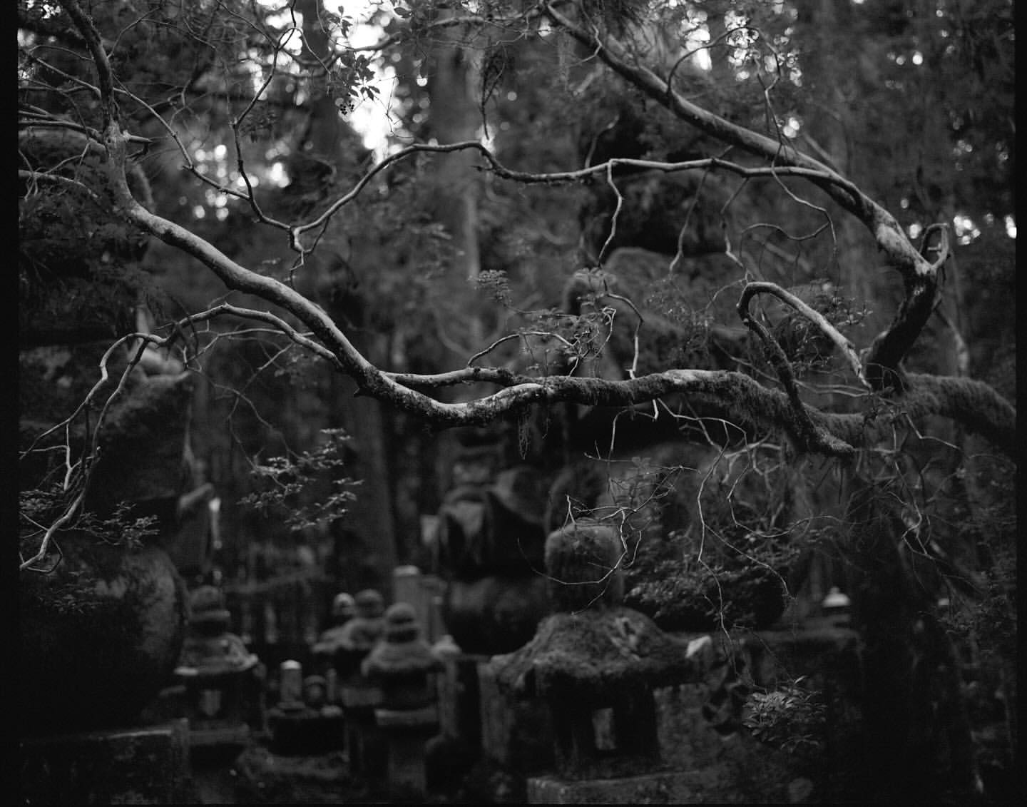 Black and white photograph of moss-covered stone lanterns in a forest with bare branches overhead, creating a serene and natural scene.