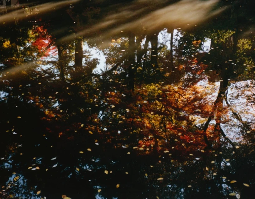 Autumnal foliage and fallen leaves reflected on dark water surface in an abstract, tranquil nature scene with visible sunlight.