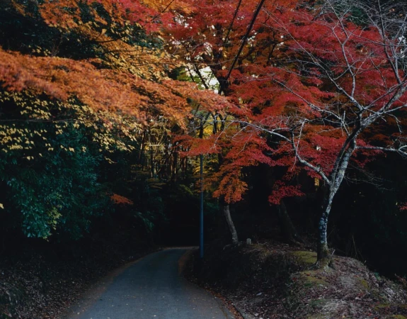 Winding road through a forest in autumn with red and orange leaves on the trees, creating a scenic and colorful landscape.