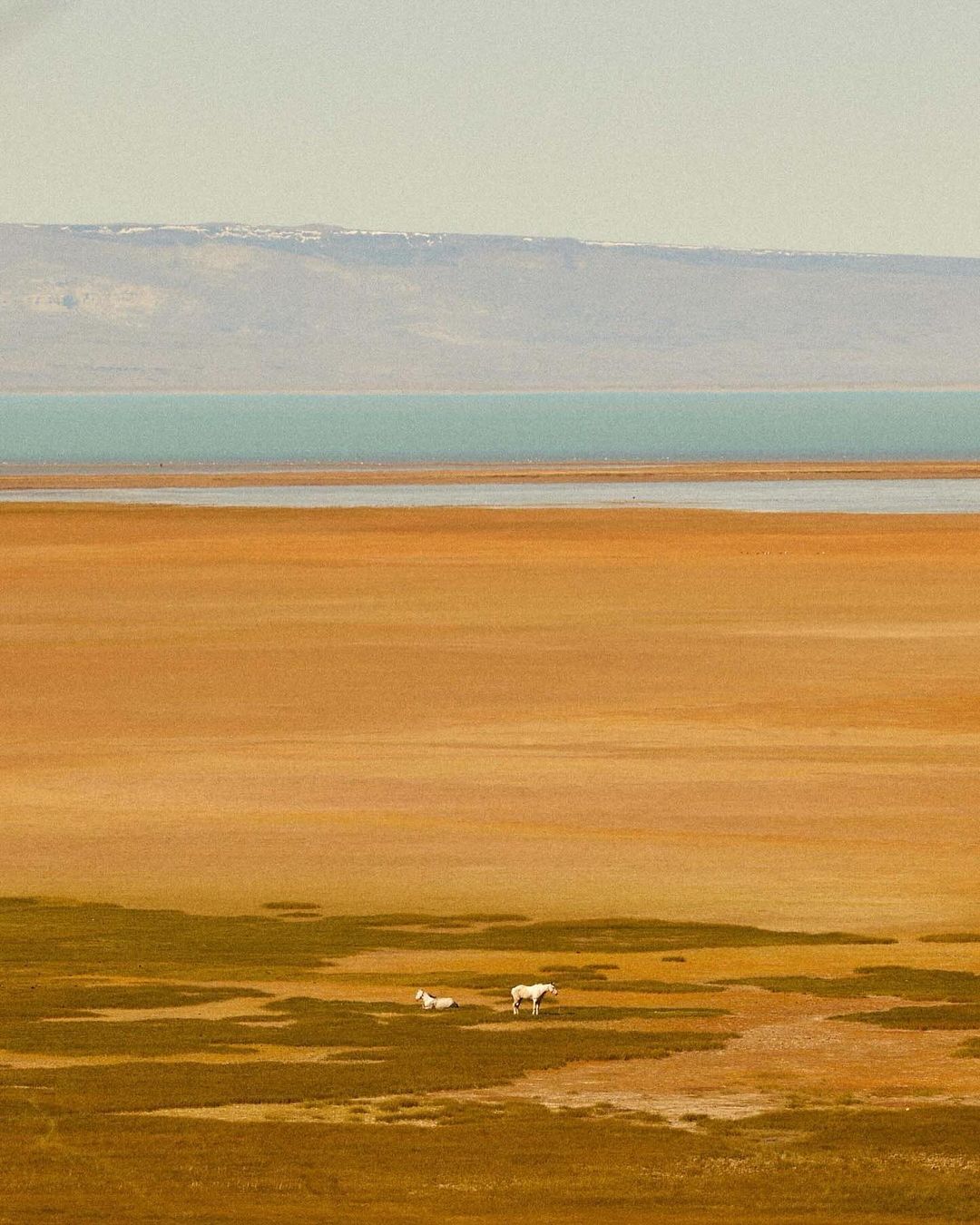 Two white horses graze in a grassy field near a body of water, backed by distant mountains under a cloudy sky, capturing a serene landscape.