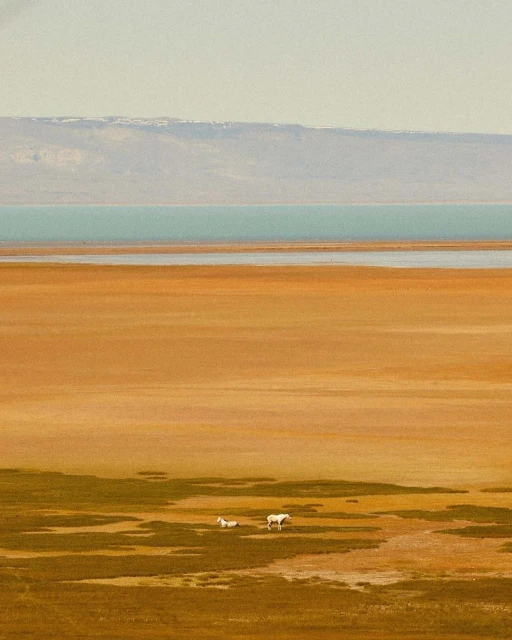 Two white horses graze in a grassy field near a body of water, backed by distant mountains under a cloudy sky, capturing a serene landscape.
