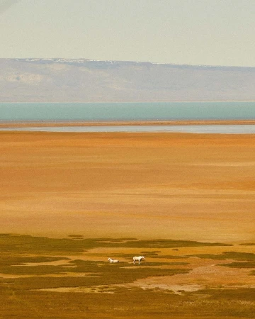 Two white horses graze in a grassy field near a body of water, backed by distant mountains under a cloudy sky, capturing a serene landscape.