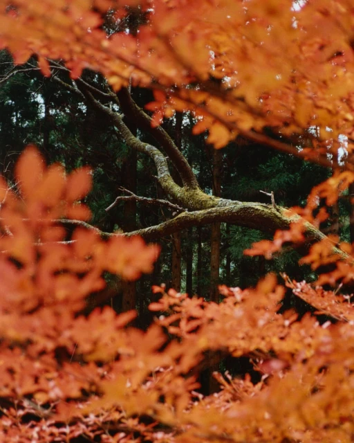 Autumn scene in forest: a mossy tree branch stretches across the frame, surrounded by blurred, vibrant orange maple leaves.