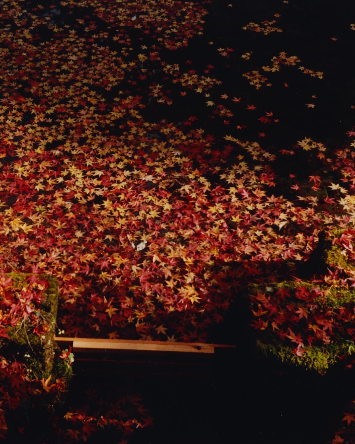 A high-angle view captures a pond or body of water thickly covered with red and yellow fallen leaves, creating a vibrant autumnal scene.
