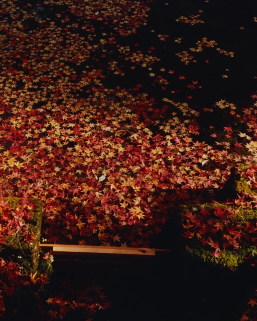 A high-angle view captures a pond or body of water thickly covered with red and yellow fallen leaves, creating a vibrant autumnal scene.
