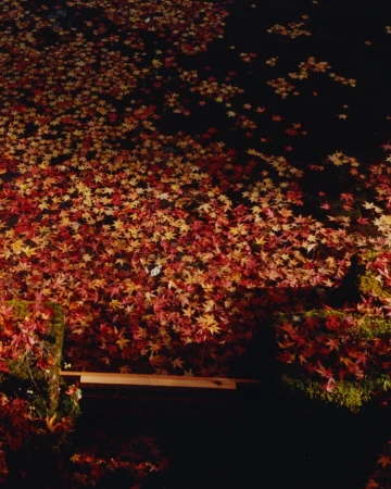A high-angle view captures a pond or body of water thickly covered with red and yellow fallen leaves, creating a vibrant autumnal scene.