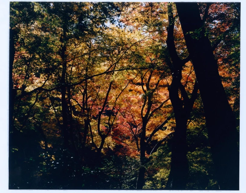 Autumn forest landscape featuring colorful foliage of orange, yellow, and green leaves on trees, seen from a low angle looking up.