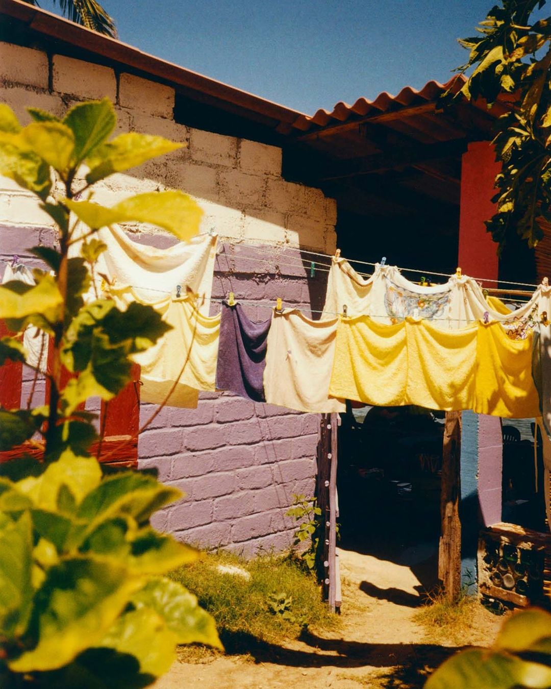 Colourful backyard scene featuring clothes drying on a line strung across a vibrant purple and white brick wall, with foliage nearby.