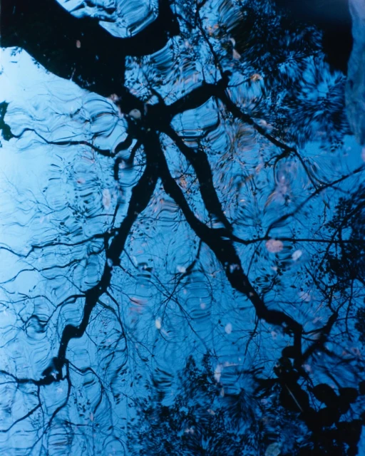 Abstract nature photograph of tree branches reflected in water with rippling, dark blue surface and textured, graphic, black tree limbs.