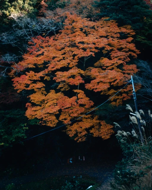 Autumn foliage and trees in a vibrant forest setting, showcasing nature's seasonal transformation with warm colors.