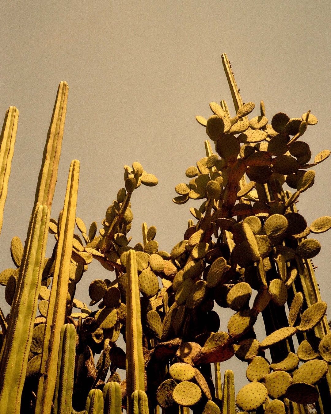 Low-angle shot capturing a variety of cacti, including prickly pear, against a light yellow sky. Botanical and desert plant themes.