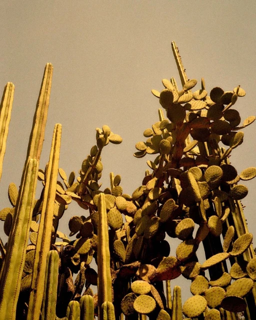 Low-angle shot capturing a variety of cacti, including prickly pear, against a light yellow sky. Botanical and desert plant themes.