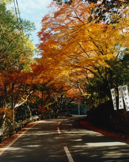 Road curves through an autumn forest with vivid orange and red leaves overhead forming a natural tunnel in a picturesque scene.