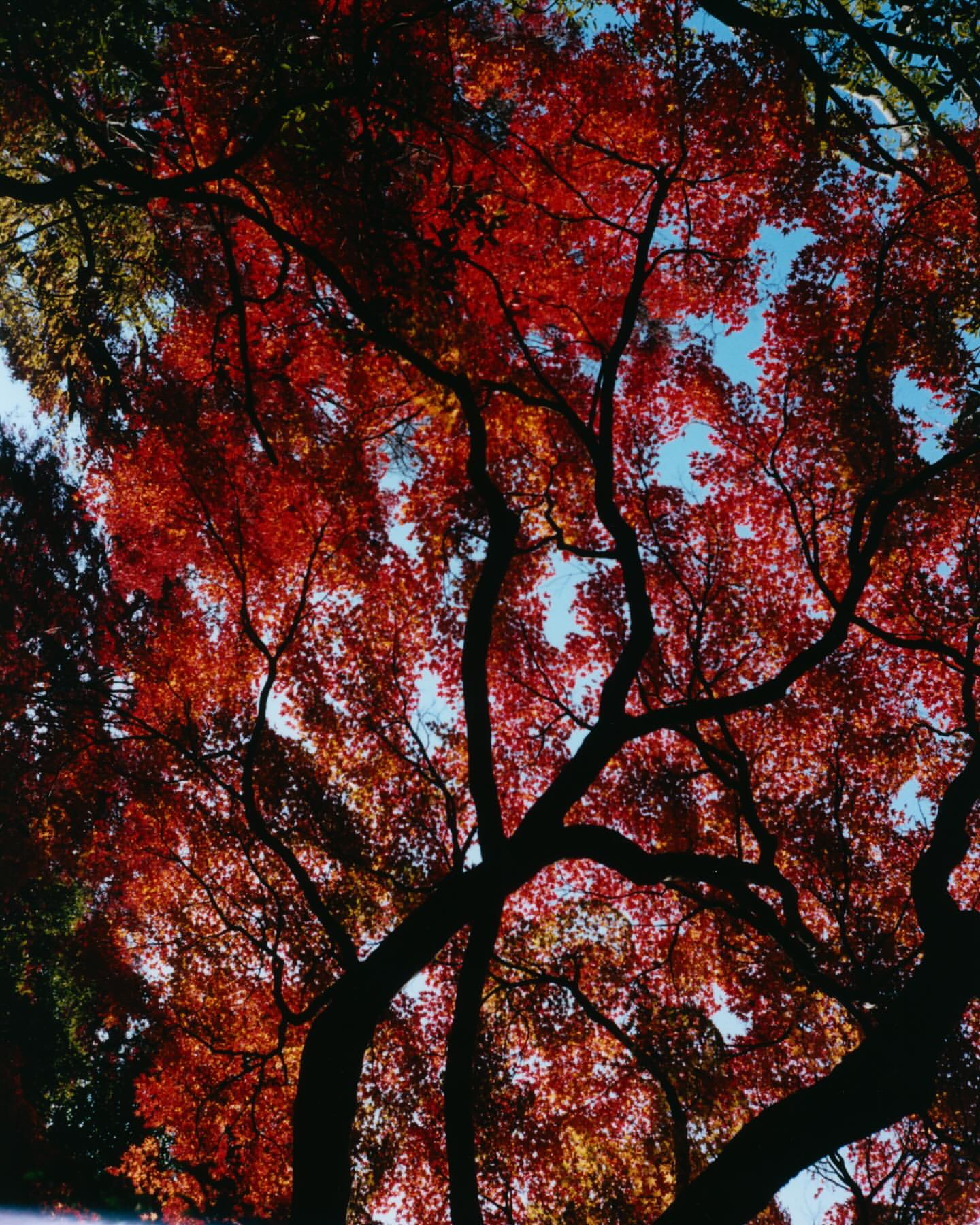 Low-angle shot of a vibrant red Japanese maple tree canopy against a light blue sky, creating a colorful nature scene.