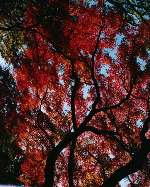 Low-angle shot of a vibrant red Japanese maple tree canopy against a light blue sky, creating a colorful nature scene.