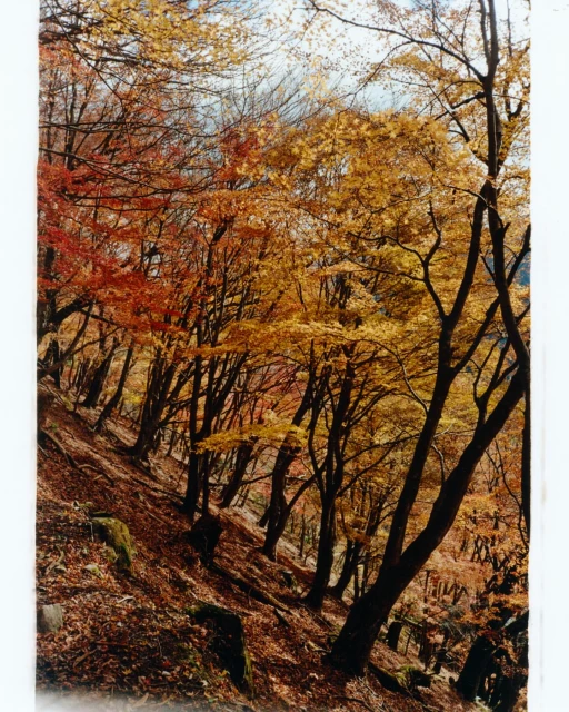 Autumn forest scene with trees displaying red and yellow leaves on a hillside covered with fallen foliage, creating a colorful landscape.