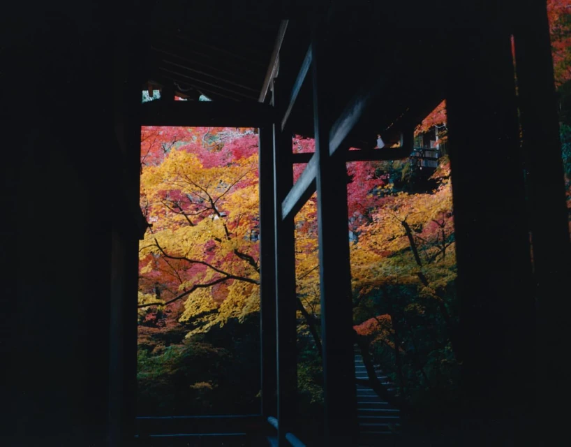 Framed view of autumnal trees in reds and yellows, captured from a dark wooden structure with steps and greenery. Tranquil nature scene.