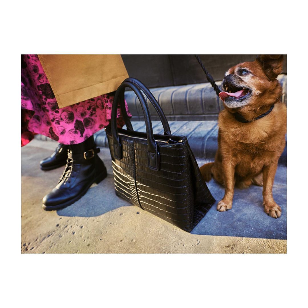 Fashionable alligator handbag with dog and boots on city street. Woman's stylish black ankle boots and pink floral dress visible.
