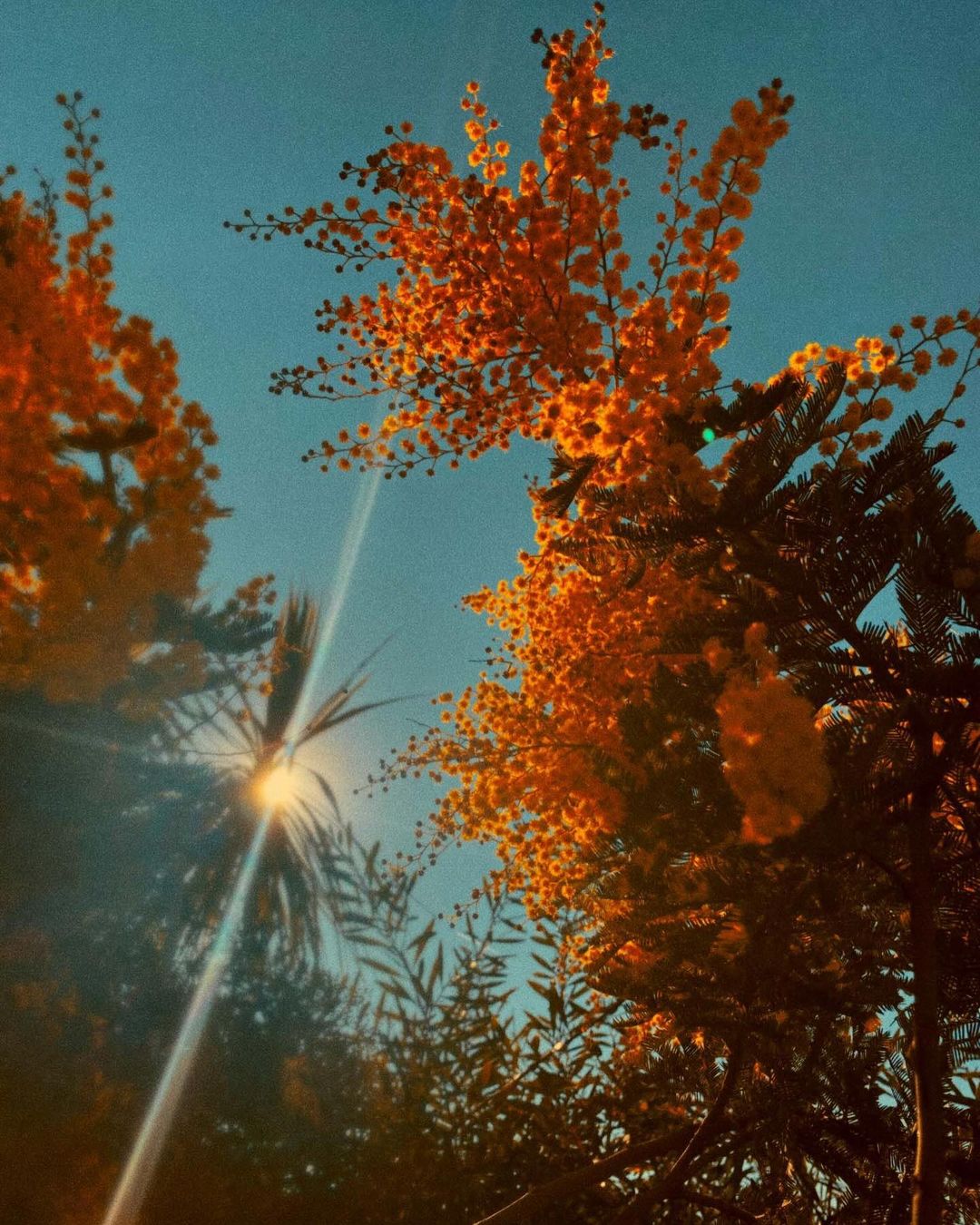 Low angle view of yellow flowering trees against a blue sky, with the sun shining through the branches creating lens flare.