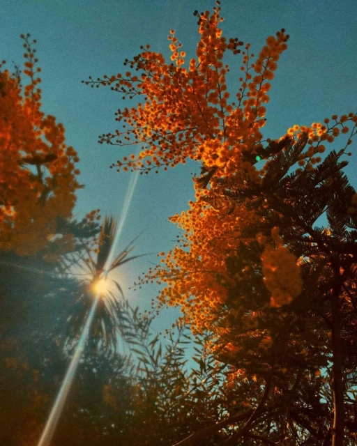 Low angle view of yellow flowering trees against a blue sky, with the sun shining through the branches creating lens flare.