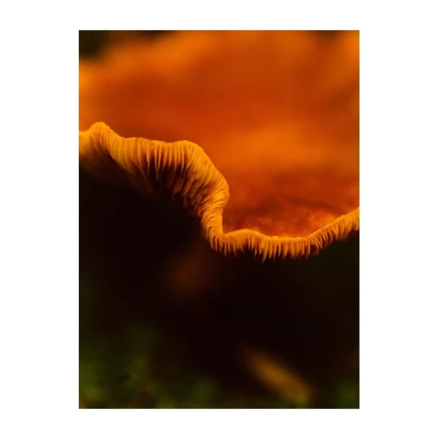 Detailed close-up showcases an orange-colored mushroom with a textured cap against a blurred dark background, highlighting its organic details.
