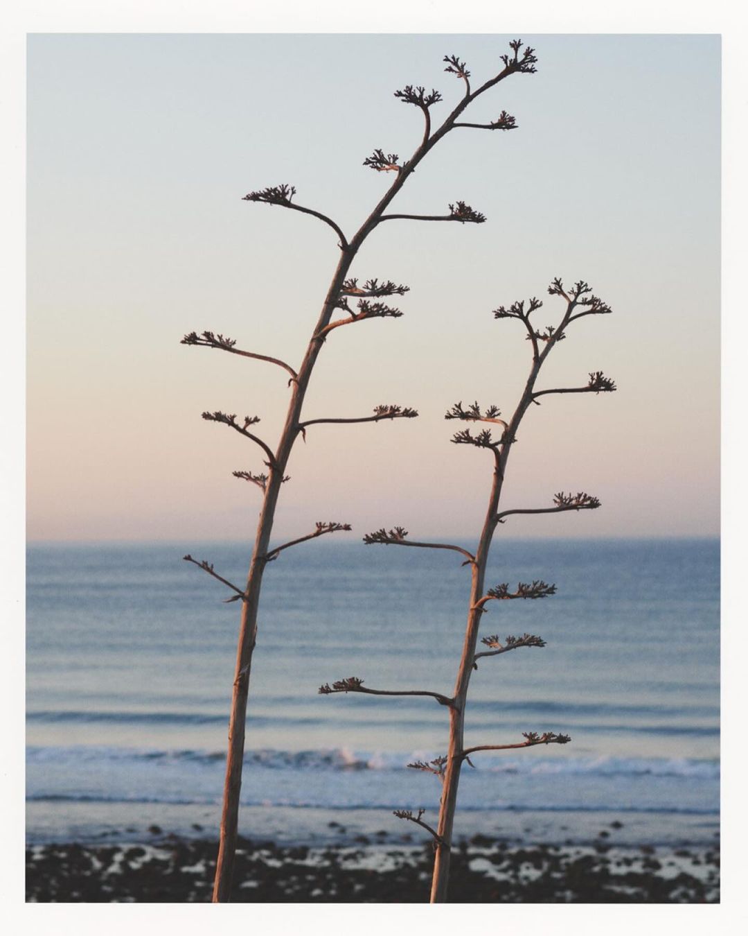 Coastal scene featuring two prominent agave stalks against a soft horizon with the ocean and rocky shoreline in the background.