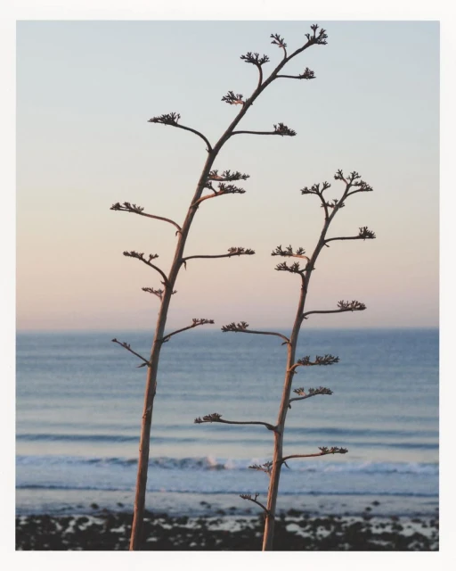 Coastal scene featuring two prominent agave stalks against a soft horizon with the ocean and rocky shoreline in the background.