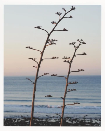 Coastal scene featuring two prominent agave stalks against a soft horizon with the ocean and rocky shoreline in the background.