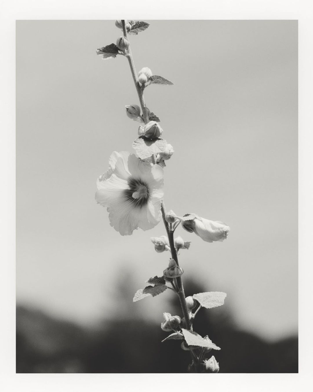 Monochromatic photograph of a Hollyhock flower on a stem, showcasing its delicate petals and buds against a muted sky and blurred foliage.