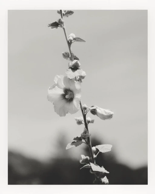 Monochromatic photograph of a Hollyhock flower on a stem, showcasing its delicate petals and buds against a muted sky and blurred foliage.