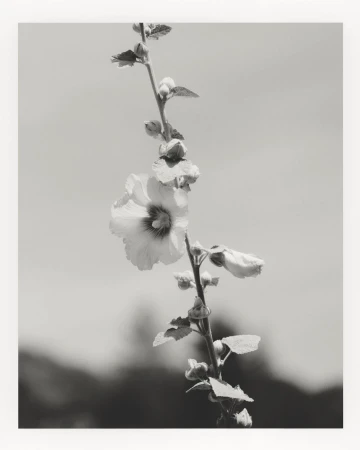 Monochromatic photograph of a Hollyhock flower on a stem, showcasing its delicate petals and buds against a muted sky and blurred foliage.