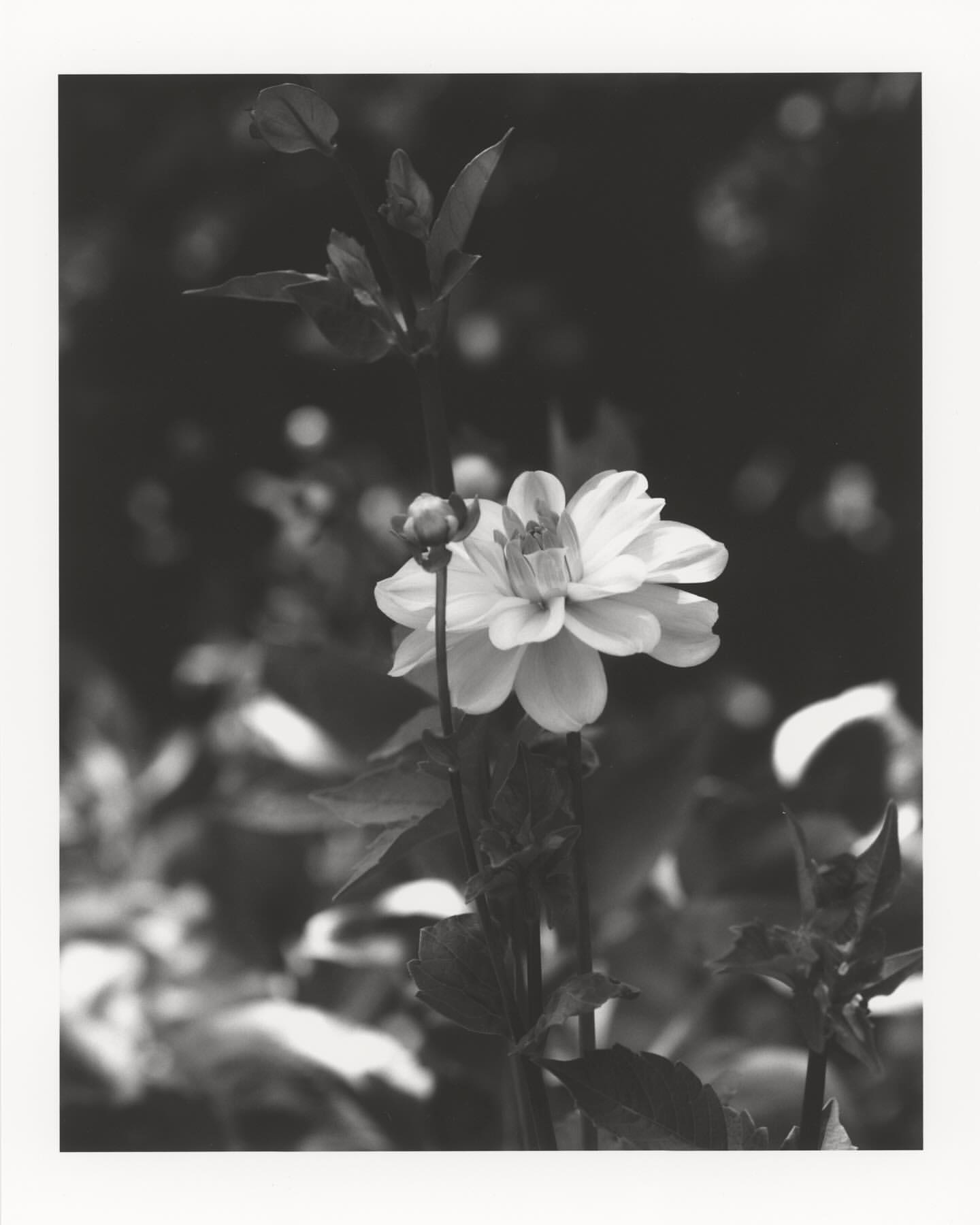 Monochrome photo of a dahlia flower in bloom with a bud and foliage against a blurred dark background in a natural outdoor setting.