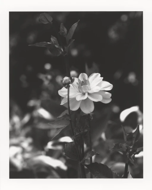 Monochrome photo of a dahlia flower in bloom with a bud and foliage against a blurred dark background in a natural outdoor setting.