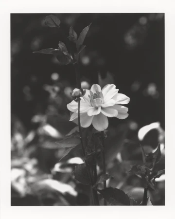 Monochrome photo of a dahlia flower in bloom with a bud and foliage against a blurred dark background in a natural outdoor setting.