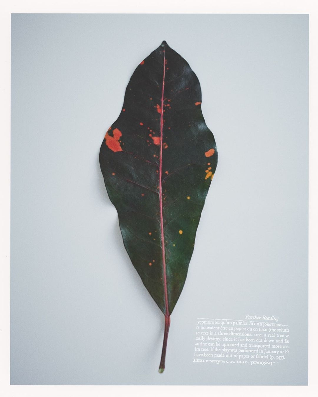A dark variegated leaf with red speckles centered vertically against a plain light gray studio background.